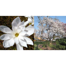 Žvaigždinė magnolija - Magnolia stellata WATERLILY