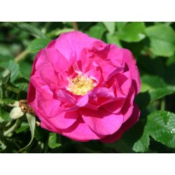 Rožė - Rosa DAVID THOMPSON