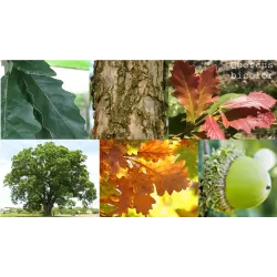 Dvispalvis ąžuolas - Quercus bicolor