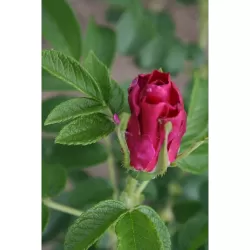 Rosa DAVID THOMPSON