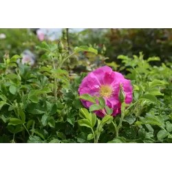 Rožė - Rosa DAVID THOMPSON