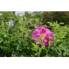 Rosa DAVID THOMPSON
