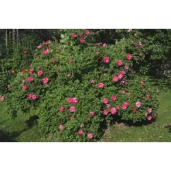 Rožė - Rosa DAVID THOMPSON