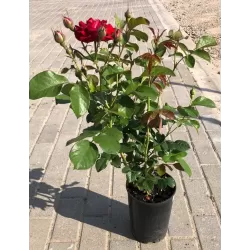 Rosa DER EINHEIT ®
