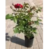 Rosa DER EINHEIT ®