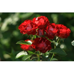 Rožė - Rosa DER EINHEIT ®