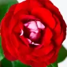 Rosa DER EINHEIT ®