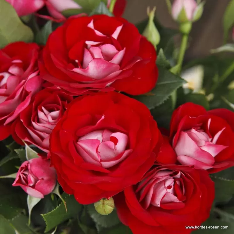Rožė - Rosa DER EINHEIT ® Rožė - Rosa DER EINHEIT ®
