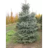 Dygioji eglė (melsvaspyglė f.) - Picea pungens GLAUCA