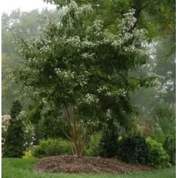 Rudeninė alyva - Heptacodium miconioides