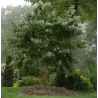 Rudeninė alyva - Heptacodium miconioides