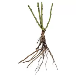 Rožių krūmai internetu su pristatymu į namus