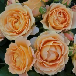 Rožė - Rosa DOLCE VITA ®