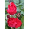 Rožė - Rosa DOMINICA DENSIFLORA