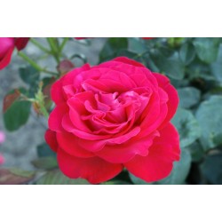 Rožė - Rosa DOMINICA
