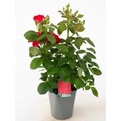 Rožė - Rosa DOMINICA DENSIFLORA