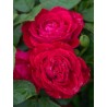 Rožė - Rosa DOMINICA DENSIFLORA