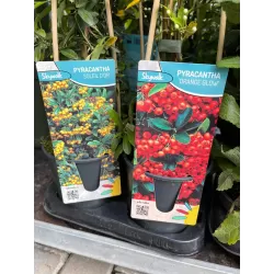 Dyglainė - Pyracantha coccinea SOLEIL D OR