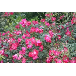 Rožė - Rosa DORTMUND