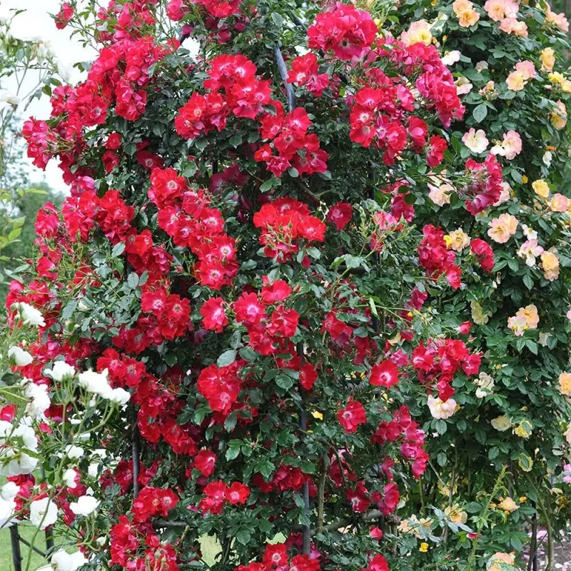 Rožė - Rosa DORTMUND