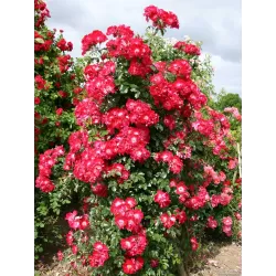 Rožė - Rosa DORTMUND