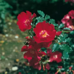 Rožė - Rosa DORTMUND