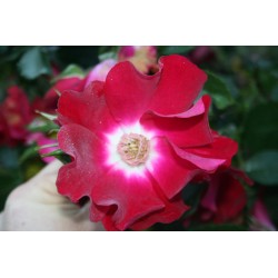 Rožė - Rosa DORTMUND