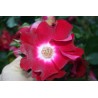 Rožė - Rosa DORTMUND