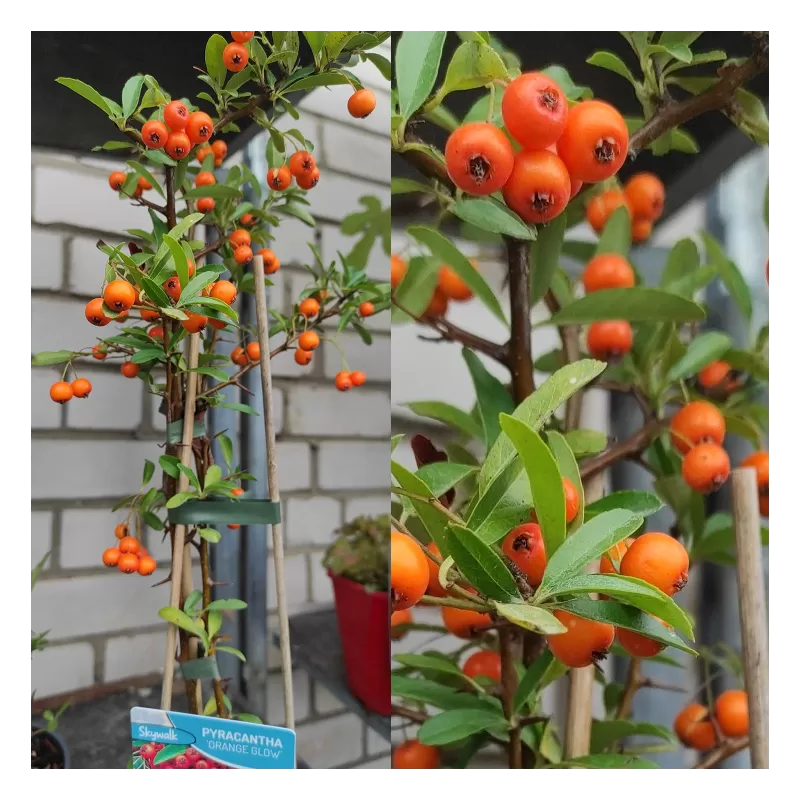 Dyglainė - Pyracantha coccinea ORANGE GLOW