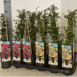 Išankstinis augalų užsakymas internetu