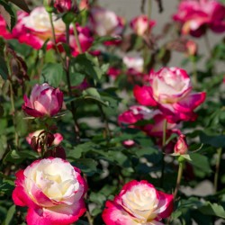 Rožė - Rosa DOUBLE DELIGHT