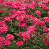 Rosa DOUBLE KNOCK OUT®