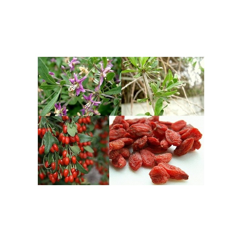 Chinese Wolfberry - Lycium barbarum