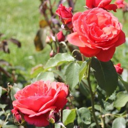 Rožė - Rosa DUFTWOLKE