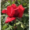 Rožė - Rosa DUFTWOLKE