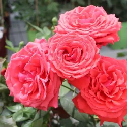 Rosa DUFTWOLKE