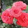 Rosa DUFTWOLKE