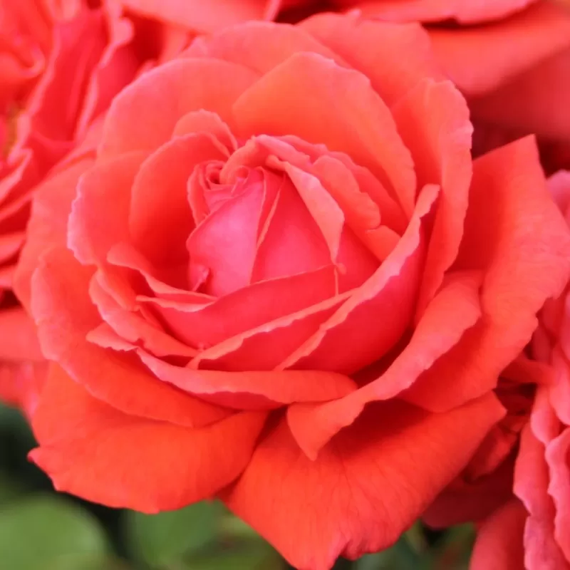 Rožė - Rosa DUFTWOLKE