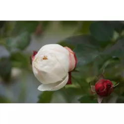 Rožė - Rosa ELIANE GILLET ®