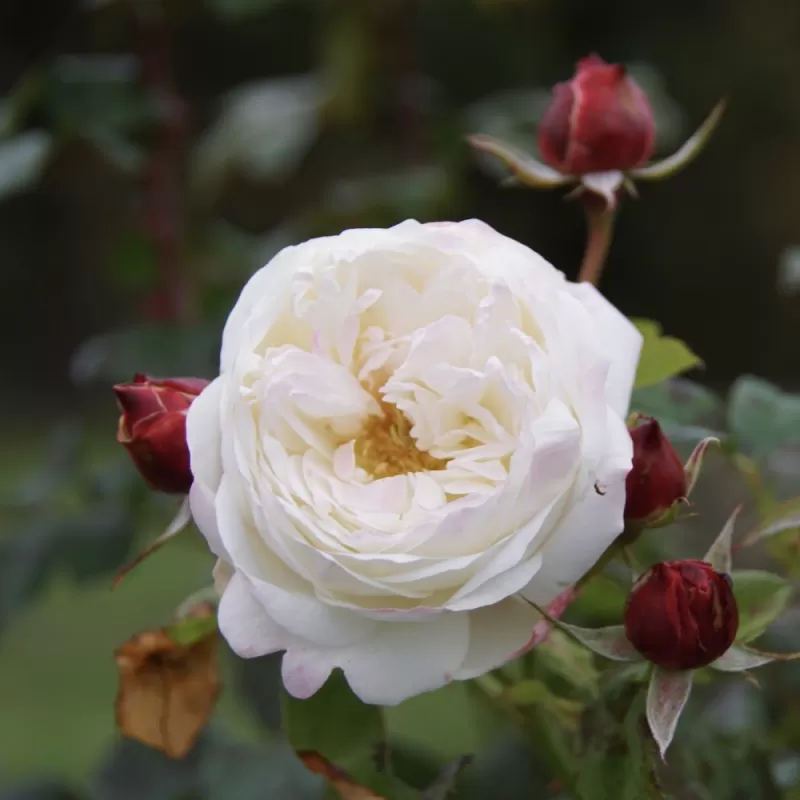 Rožė - Rosa ELIANE GILLET ®