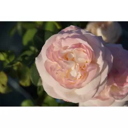 Rožė - Rosa ELIANE GILLET ®