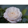 Rožė - Rosa ELIANE GILLET ®