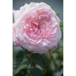 Rožė - Rosa ELIANE GILLET ®