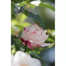 Rožė - Rosa ELIANE GILLET ®