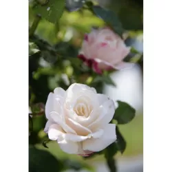 Rožė - Rosa ELIANE GILLET ®