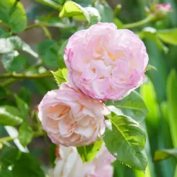 Rožė - Rosa ELIANE GILLET ®