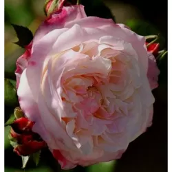 Rožė - Rosa ELIANE GILLET ®