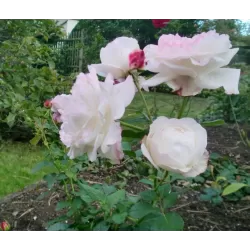 Rožė - Rosa ELIANE GILLET ®