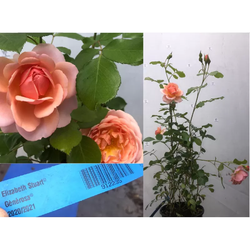 Rožė - Rosa ELIZABETH STUART ®