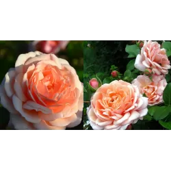 Rožė - Rosa ELIZABETH STUART ®